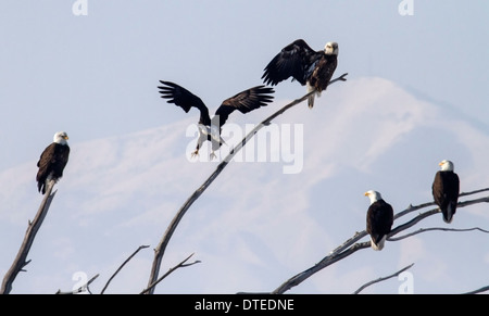 Aquile calve seduti sui rami di alberi, Farmington Bay, Utah Foto Stock