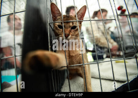 Bogotà, Colombia. 16 feb 2014. Un gatto abissino svolge durante il internazionale mostra felina, a Bogotà, capitale della Colombia, nel febbraio 16, 2014. Un centinaio di razze di gatti sono stati presentati durante il felino internazionale mostra tenutasi a Bogotà. Credito: Jhon Paz/Xinhua/Alamy Live News Foto Stock