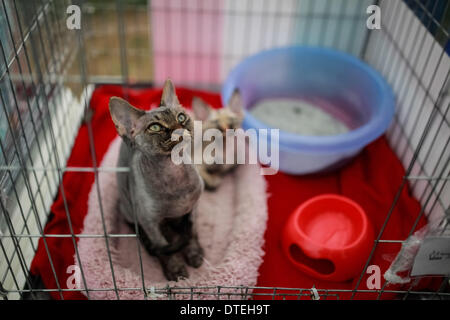 Bogotà, Colombia. 16 feb 2014. Un Devon Rex cat appoggia durante l'Internazionale mostra felina, a Bogotà, capitale della Colombia, nel febbraio 16, 2014. Un centinaio di razze di gatti sono stati presentati durante il felino internazionale mostra tenutasi a Bogotà. Credito: Jhon Paz/Xinhua/Alamy Live News Foto Stock