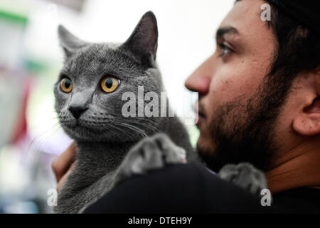 Bogotà, Colombia. 16 feb 2014. Un partecipante detiene il suo gatto Chartreux durante l'Internazionale mostra felina, a Bogotà, capitale della Colombia, nel febbraio 16, 2014. Un centinaio di razze di gatti sono stati presentati durante il felino internazionale mostra tenutasi a Bogotà. Credito: Jhon Paz/Xinhua/Alamy Live News Foto Stock