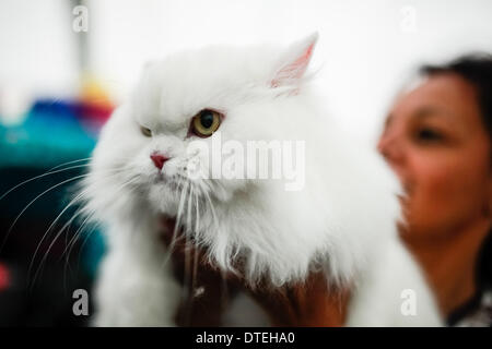 Bogotà, Colombia. 16 feb 2014. Un gatto persiano è visualizzato durante il internazionale mostra felina, a Bogotà, capitale della Colombia, nel febbraio 16, 2014. Un centinaio di razze di gatti sono stati presentati durante il felino internazionale mostra tenutasi a Bogotà. Credito: Jhon Paz/Xinhua/Alamy Live News Foto Stock