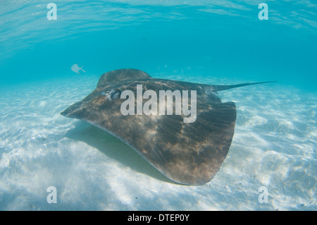 Whipray rosa, Himantura fai, il Banyan Tree, Vabbinfaru, North Male Atoll, Maldive Foto Stock