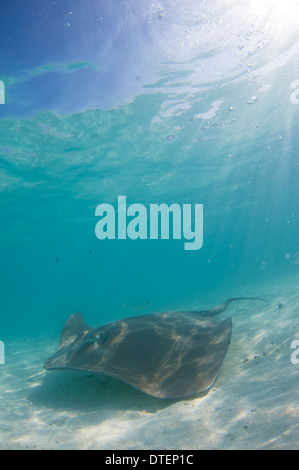 Whipray rosa, Himantura fai, il Banyan Tree, Vabbinfaru, North Male Atoll, Maldive Foto Stock