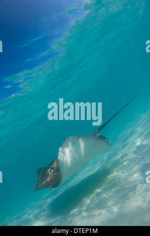 Whipray rosa, Himantura fai, il Banyan Tree, Vabbinfaru, North Male Atoll, Maldive Foto Stock