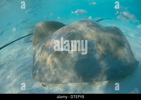 Whipray rosa, Himantura fai, il Banyan Tree, Vabbinfaru, North Male Atoll, Maldive Foto Stock