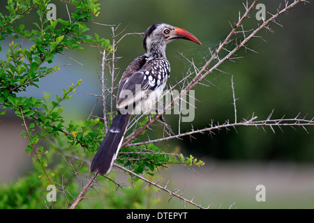 Rosso-fatturati Hornbill, Sabi Sabi Game Reserve, Kruger National Park, Sud Africa / (Tockus erythrorhynchus) Foto Stock