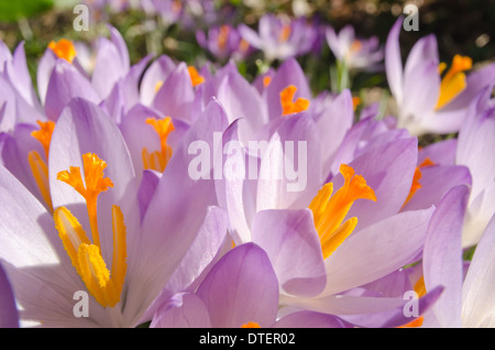 Un sacco di lilla malva crochi a molla aprendo tra scrosci di pioggia Foto Stock