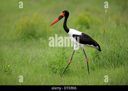 Sella-bill Stork, Sabi Sabi Game Reserve, Kruger National Park, Sud Africa / (Ephippiorhynchus senegalensis) / laterale Foto Stock