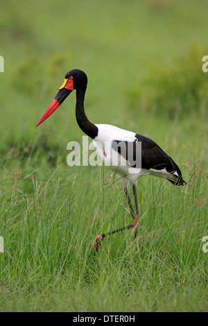 Sella-bill Stork, Sabi Sabi Game Reserve, Kruger National Park, Sud Africa / (Ephippiorhynchus senegalensis) / laterale Foto Stock