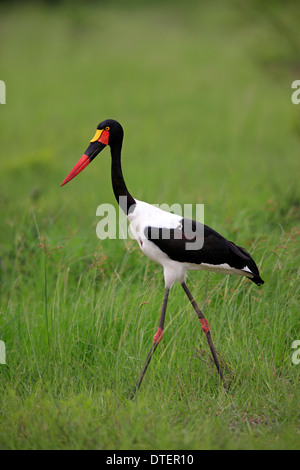 Sella-bill Stork, Sabi Sabi Game Reserve, Kruger National Park, Sud Africa / (Ephippiorhynchus senegalensis) / laterale Foto Stock