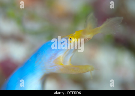 Nastro maschio Anguilla, Rhinomuraena quaesita, con la bocca aperta, ritratto, Kandooma, South Male Atoll, Maldive Foto Stock