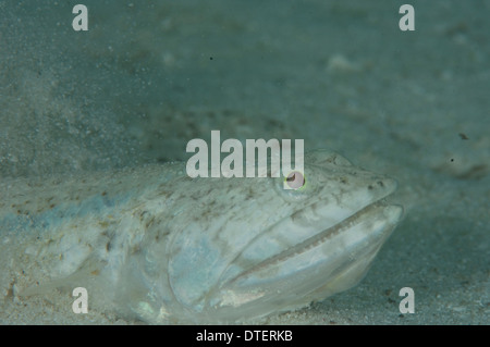 Clearfin, Lizardfish Synodus dermatogenys, parzialmente sepolto nella sabbia, ritratto, South Malé Atoll, Maldive Foto Stock