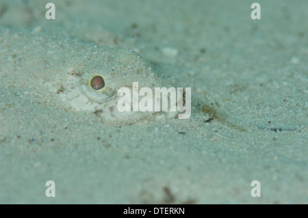 Clearfin, Lizardfish Synodus dermatogenys, parzialmente sepolto nella sabbia, ritratto, South Malé Atoll, Maldive Foto Stock