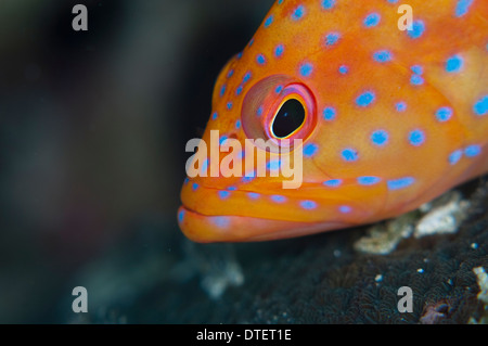 Coral raggruppatore, Cephalopholis miniata, ritratto, South Malé Atoll, Maldive Foto Stock