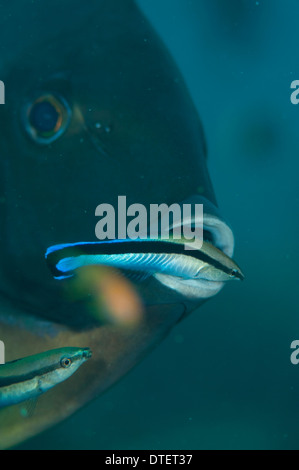 Un bluestreak wrasse, Labroides dimidiatus, pulizia della bocca di un surgeonfish. South Male Atoll, Maldive. Foto Stock