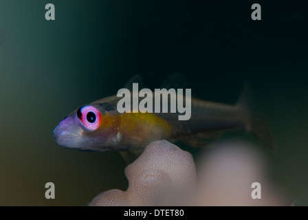 Un Pinkeye ghiozzo, Bryaninops natans, hovering, profilo Kandooma, South Male Atoll, Maldive Foto Stock