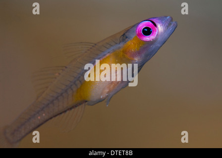 Un Pinkeye ghiozzo, Bryaninops natans, hovering, profilo Kandooma, South Male Atoll, Maldive Foto Stock