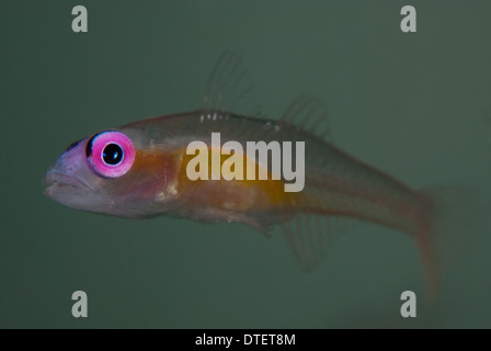 Un Pinkeye ghiozzo, Bryaninops natans, hovering, profilo Kandooma, South Male Atoll, Maldive Foto Stock
