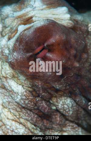 Dettaglio dell'occhio di un giorno il polpo, Octopus cyanea, South Malé Atoll, Maldive Foto Stock