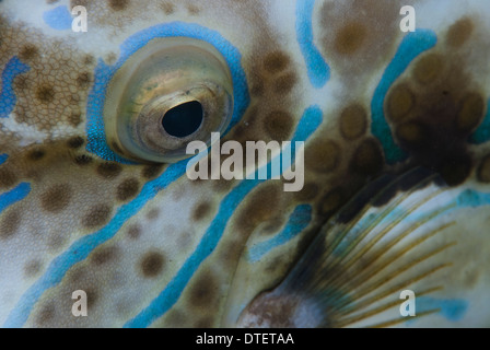 Dettaglio dell'occhio di Scrawled Filefish, Aluterus scriptus, South Malé Atoll, Maldive Foto Stock