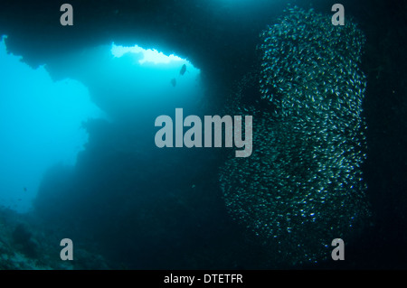 Grande scuola di Golden spazzatrice, Parapriacanthus ransonneti, nella caverna, South Malé Atoll, Maldive Foto Stock