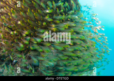 Grande scuola di Golden spazzatrice, Parapriacanthus ransonneti, profilo South Malé Atoll, Maldive Foto Stock