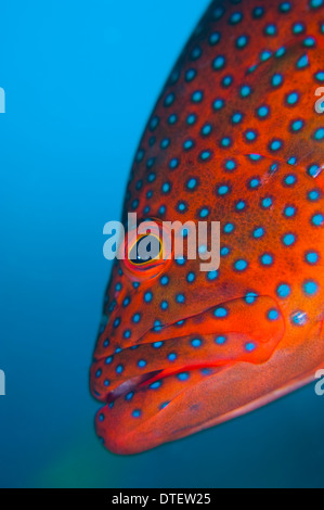 Coral raggruppatore, Cephalopholis miniata, ritratto, vista laterale, South Malé Atoll, Maldive Foto Stock