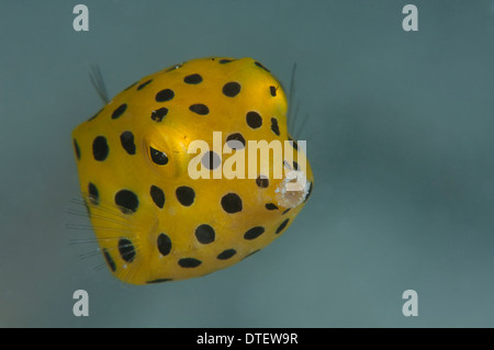 I capretti Boxfish giallo, Ostracion cubicus, Kandooma, ritratto, South Male Atoll, Maldive Foto Stock