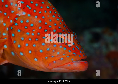 Coral raggruppatore, Cephalopholis miniata, ritratto, Maldive Foto Stock