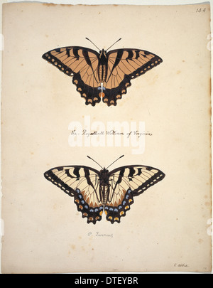 Papilio glaucus, tigre orientale a coda di rondine Foto Stock