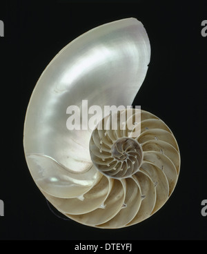 Nautilus pompilio, nautilus Foto Stock