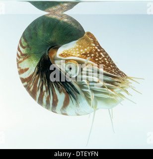 Nautilus pompilio, nautilus Foto Stock