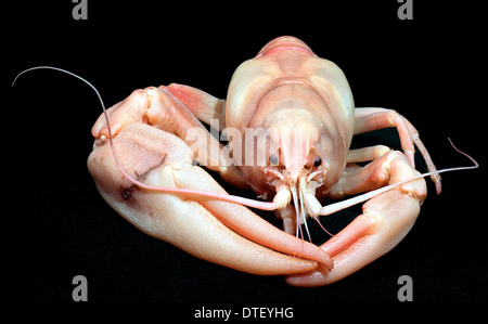 Pacifastacus leniusculus, segnale gamberi di fiume Foto Stock