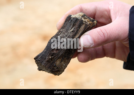 Cottbus, Germania, scavo archeologico nel sito della lignite Jaenschwalde Foto Stock