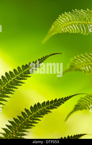 Dicksonia fibrosa foglie di felce in una serra. Royal Botanical Garden. Madrid. Spagna Foto Stock