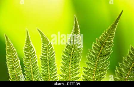 Dicksonia fibrosa foglie di felce in una serra. Royal Botanical Garden. Madrid. Spagna Foto Stock