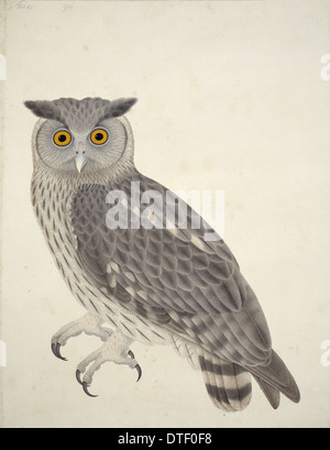 Bubo coromandus, dusky gufo reale Foto Stock