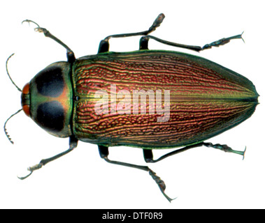 Euchroma gigantea, gioiello gigante beetle Foto Stock