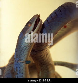 Philothamnus irregularis, western green snake Foto Stock