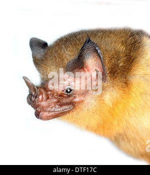 Micronycteris brachyotis, arancio-throated bat Foto Stock