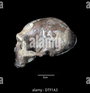 Homo neanderthalensis cranio (Guattari 1) Foto Stock