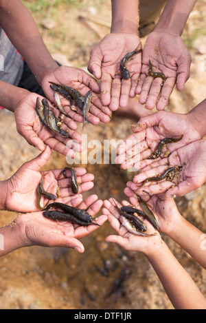 Indian boys mani in un cerchio tenendo catturati piccoli pesci di fiume. India Foto Stock