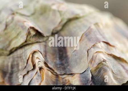 Una chiusura di ripresa macro di un guscio di ostrica Foto Stock