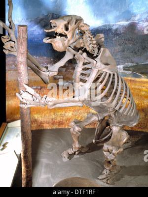 Megatherium, massa gigante bradipo Foto Stock