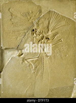 Archaeopteryx lithographica [Londra] campione Foto Stock