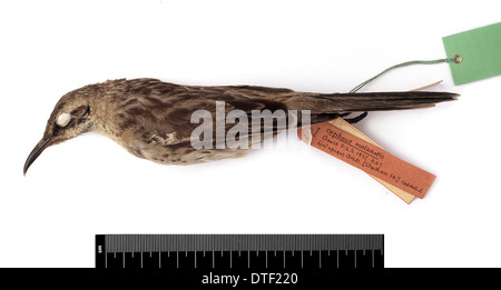 Nesomimus melanotis, Chatham mockingbird Foto Stock