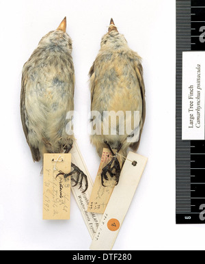 Camarhynchus psittacula, grande albero finch Foto Stock