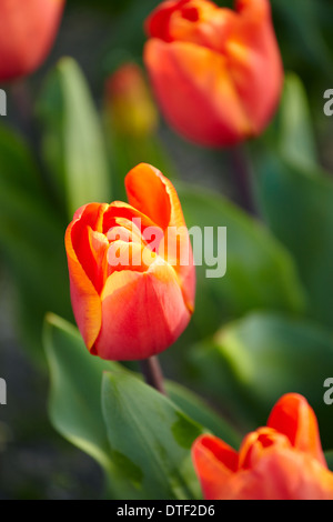 Tulipa 'Prinses Irene' presso il Royal Botanical Garden. Madrid. Spagna Foto Stock