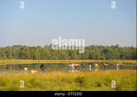 Piemontese Vacche Bovini di bere in natura il lago Foto Stock