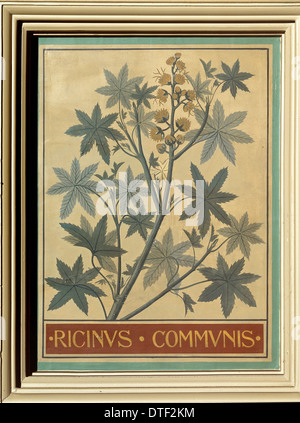 Ricinus communis, Castor bean Foto Stock